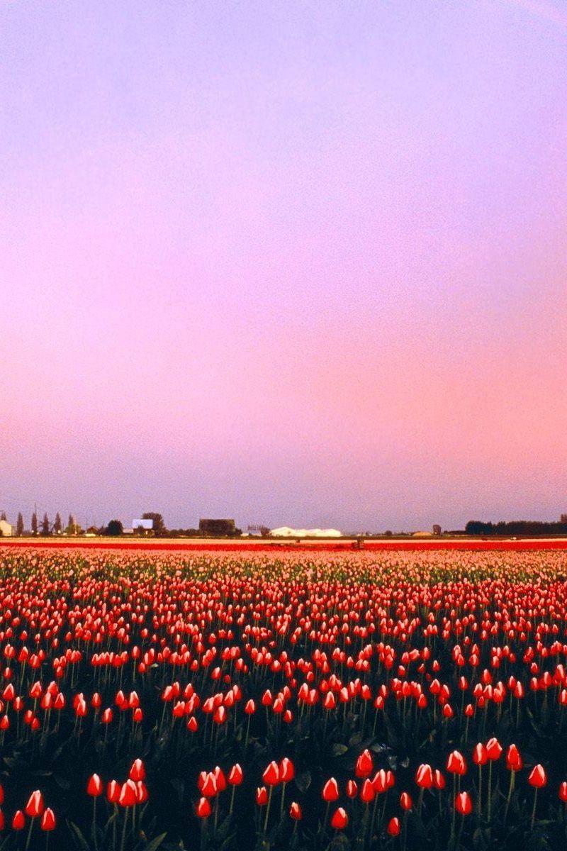 800x1200 Download wallpaper 800x1200 tulips, flowers, plantation