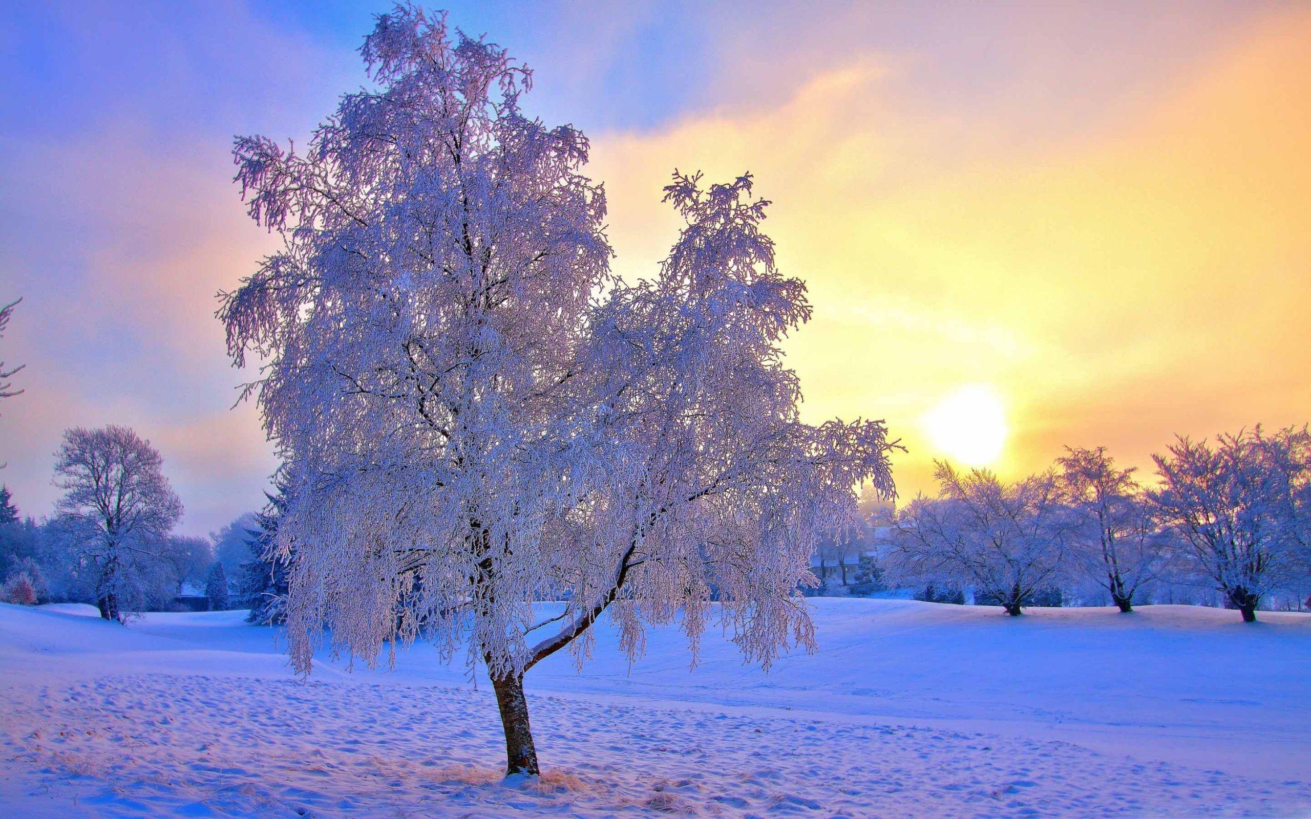 2560x1600 Winter Evening Light Mac Wallpaper Download