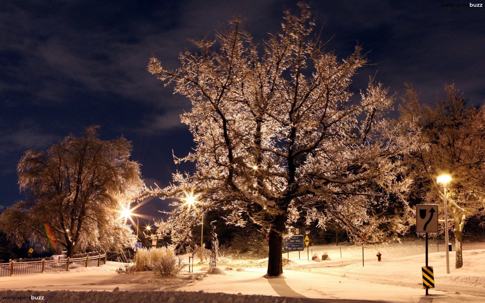 1920x1200 Winter night HD Wallpaper