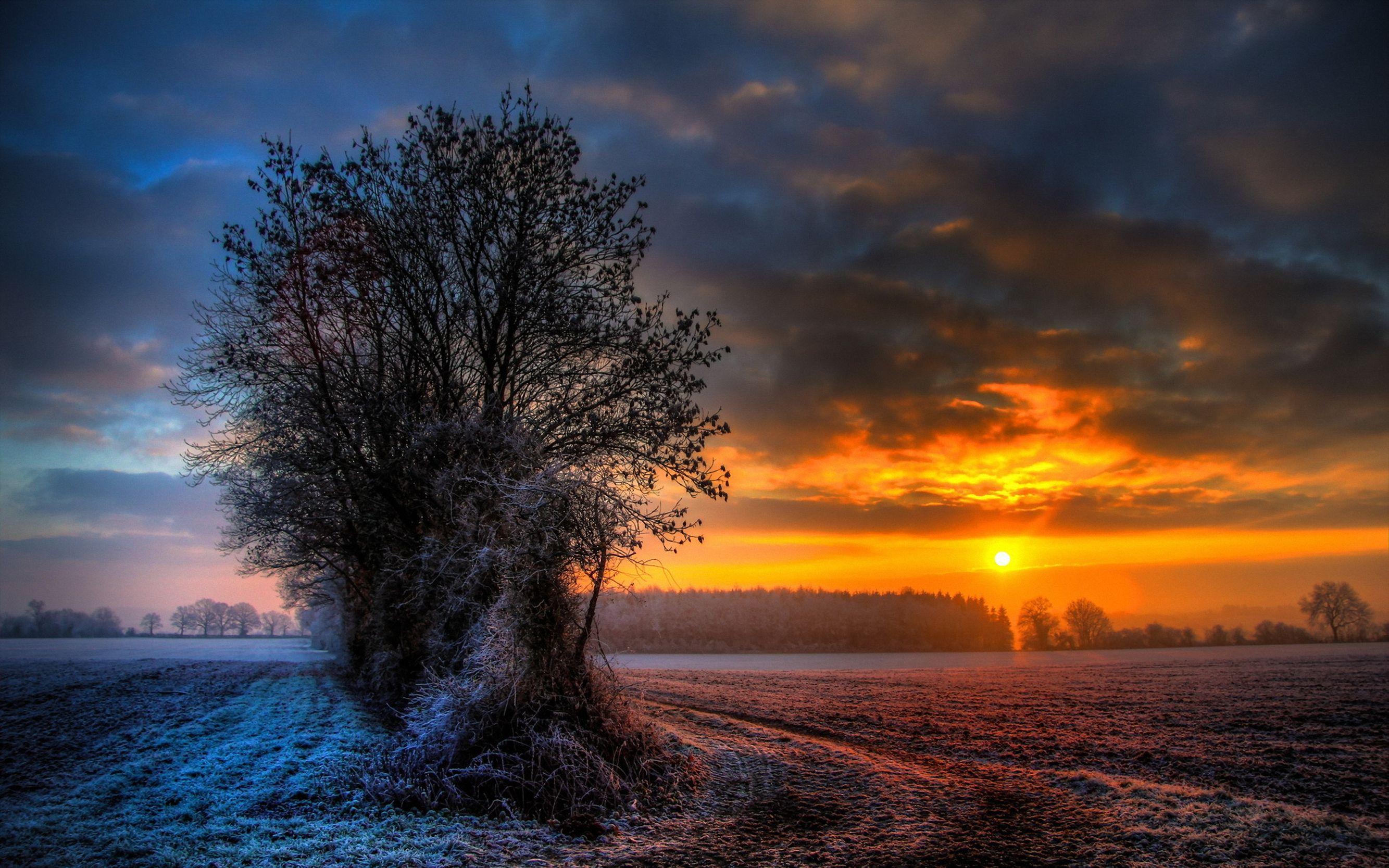 2667x1667 Winter evening, Snow covered tree wallpaper and image