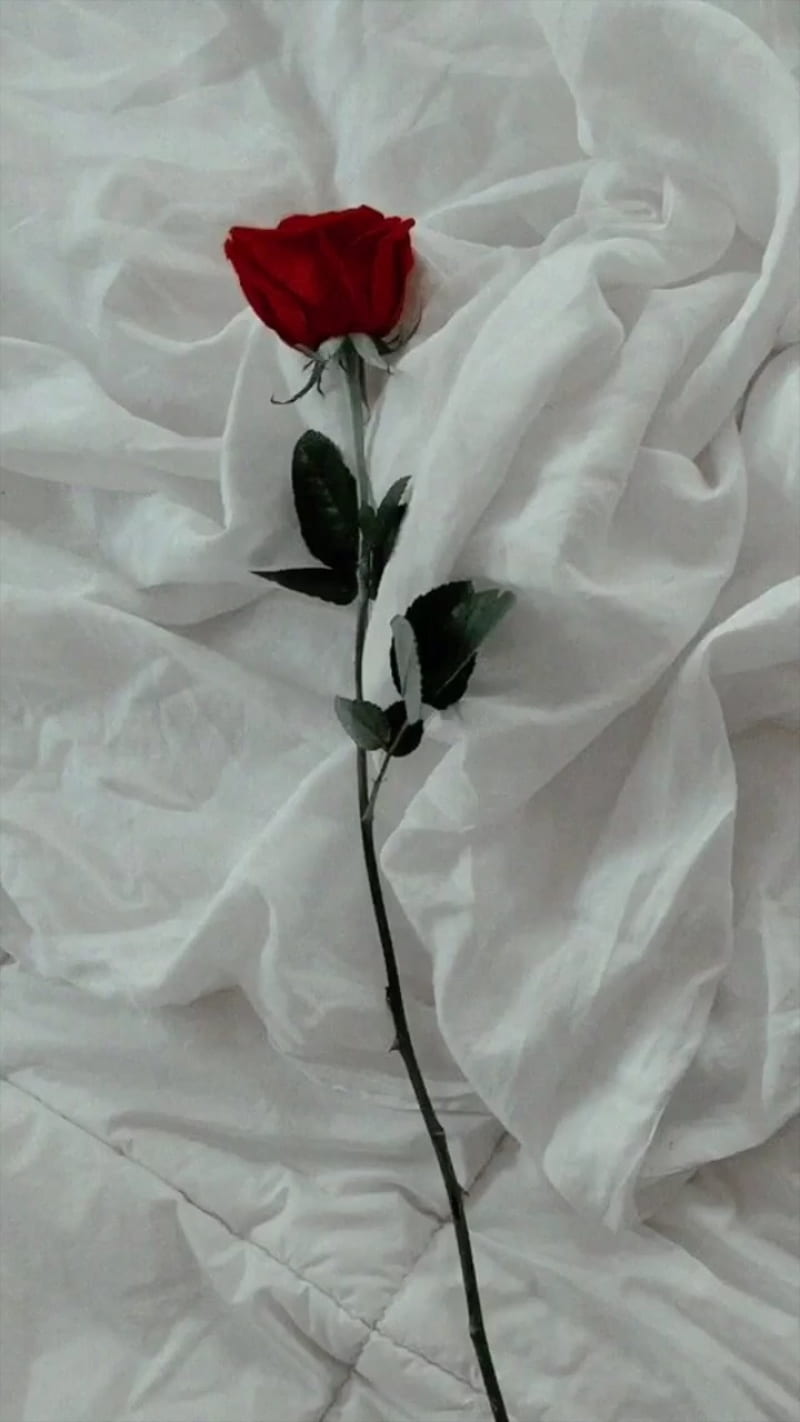 800x1422 wedding, flowers, white, red, weddings