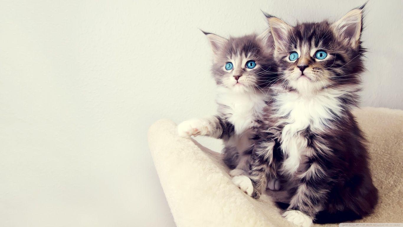 1366x768 WIndows Background: Desktop Background Full Screen Cat Wallpaper HD