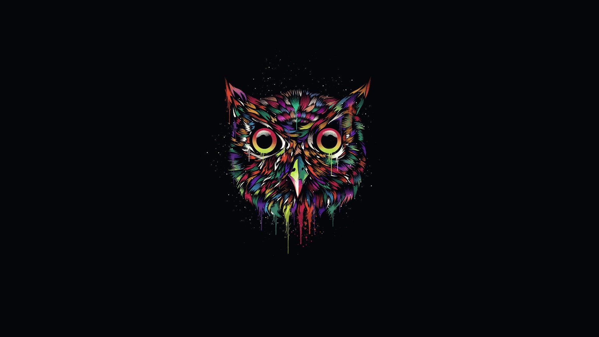 1920x1080 4320x900px. free download. HD wallpaper: multicolored owl