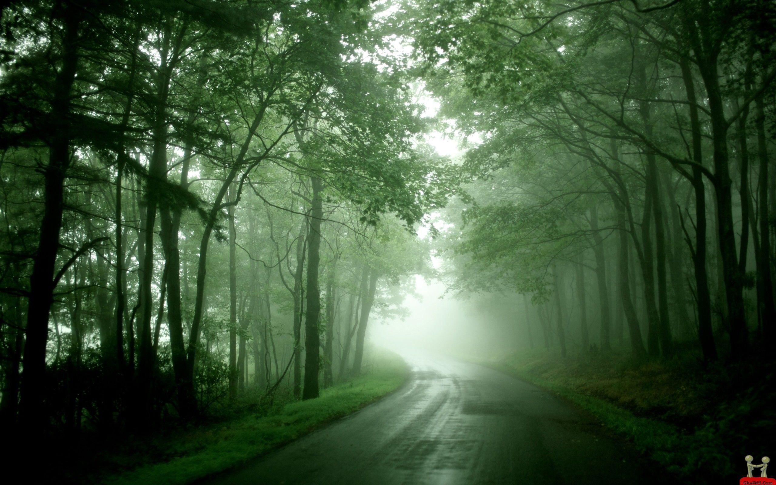 Greenery Wallpapers Top Free Greenery Backgrounds WallpaperAccess