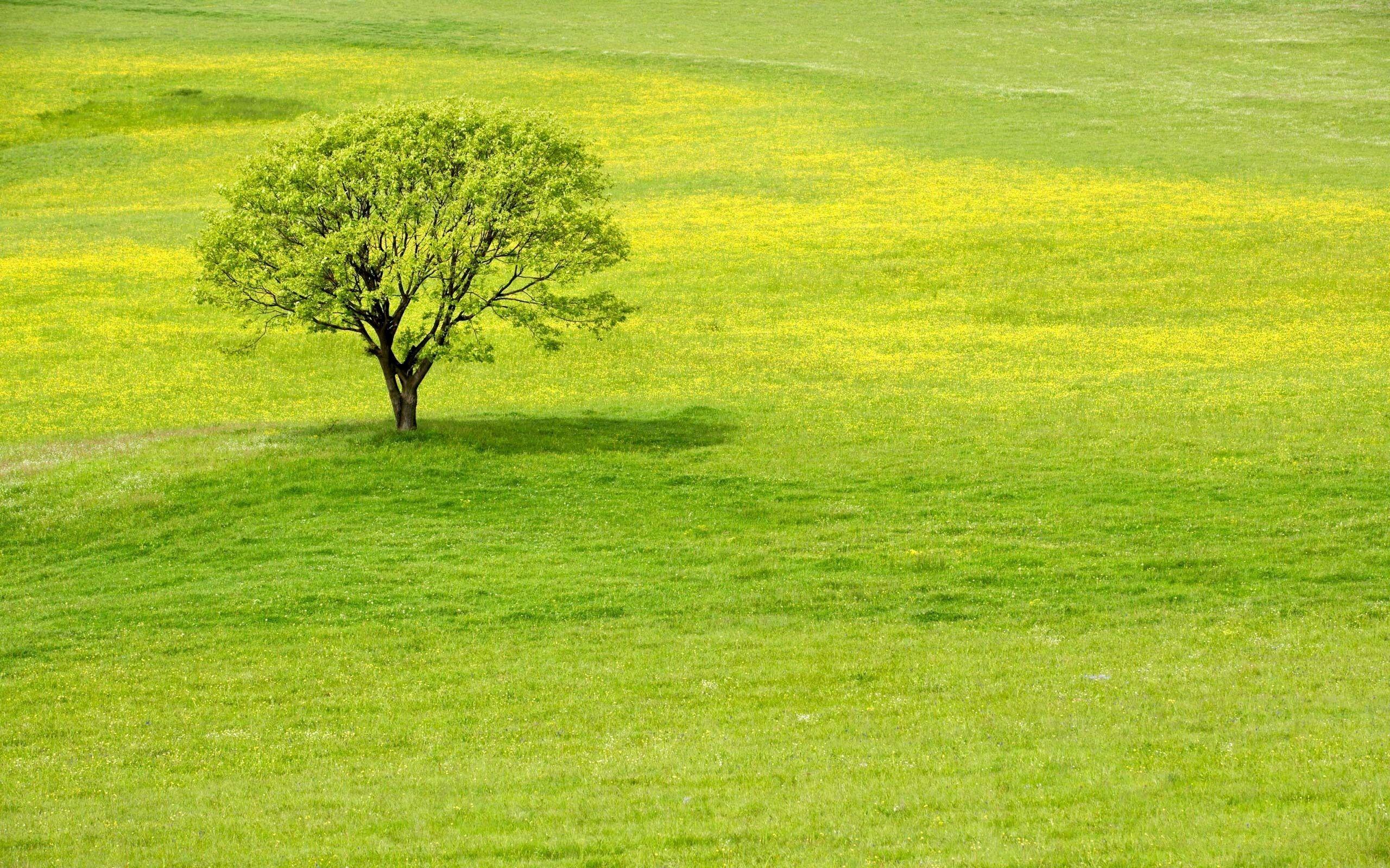Greenery Wallpapers - Top Free Greenery Backgrounds - WallpaperAccess