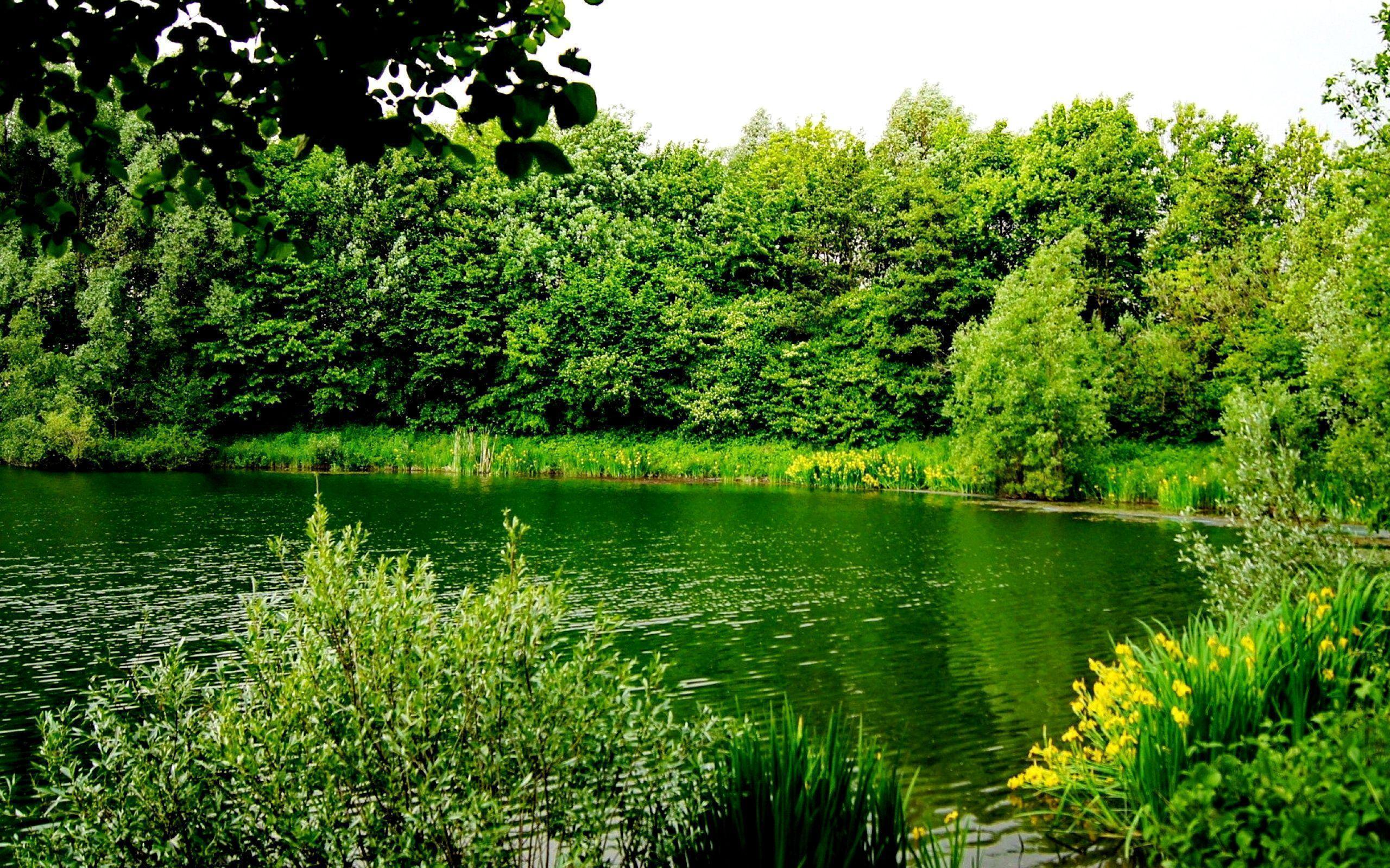 Greenery Wallpapers Top Free Greenery Backgrounds WallpaperAccess