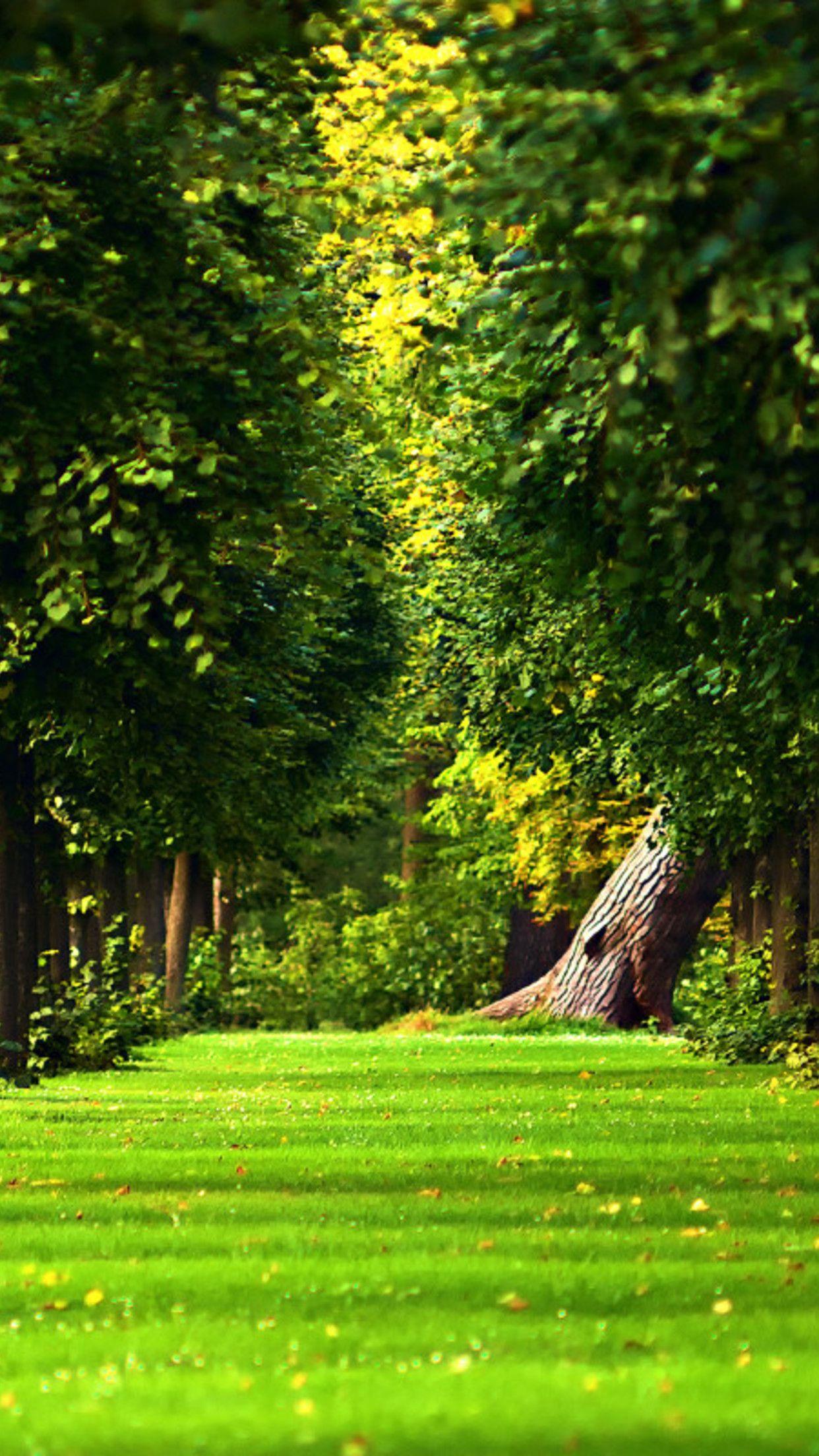 Greenery Background  Landscape  Nature HD wallpaper  Pxfuel
