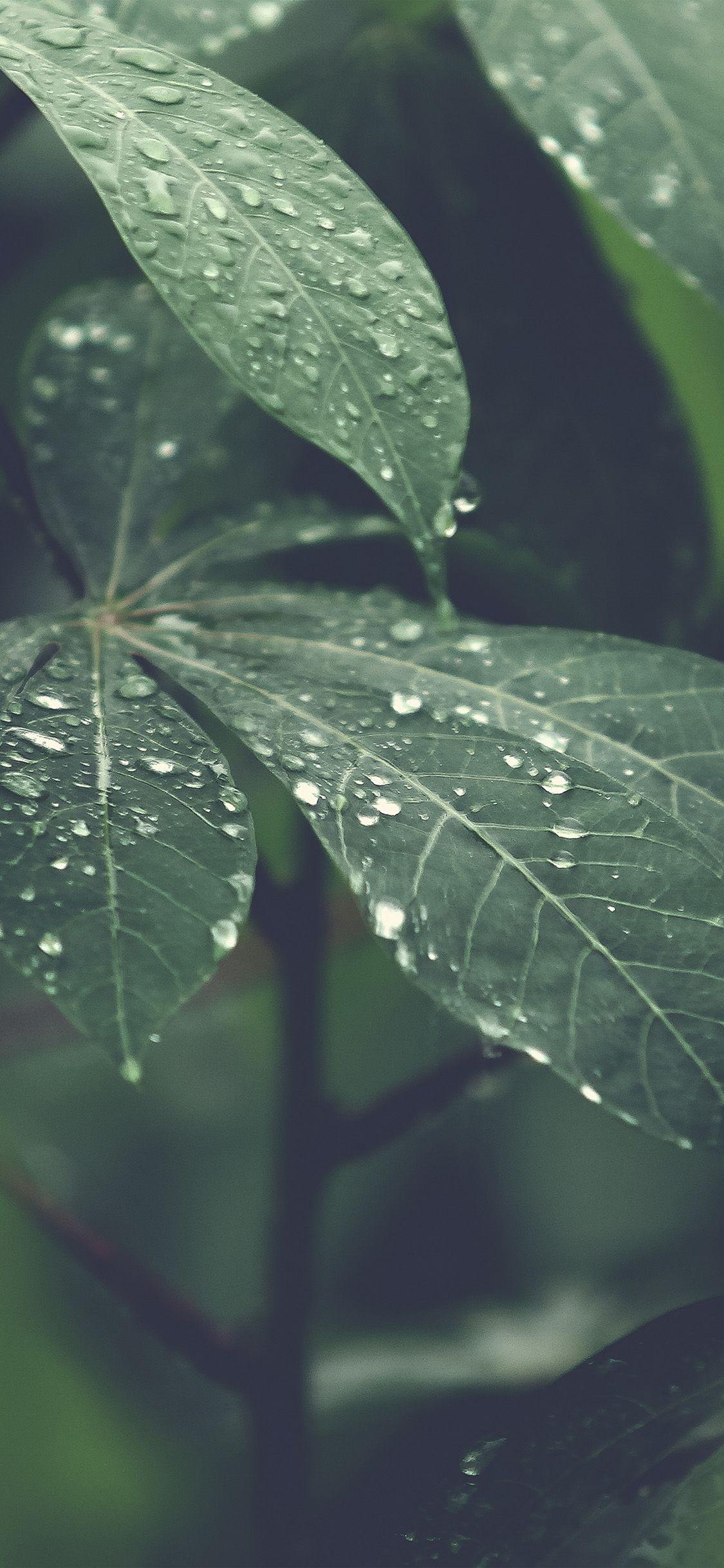 1125x2436 Rain Forest Wood Leaf Flower Nature iPhone X Wallpaper Free Download