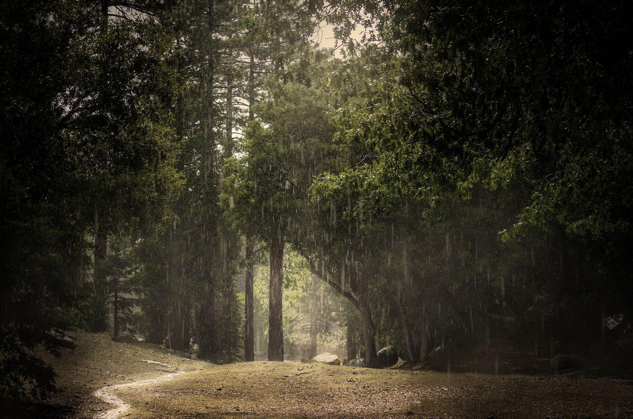 2048x1356 Rain summer forest wallpaperx1356
