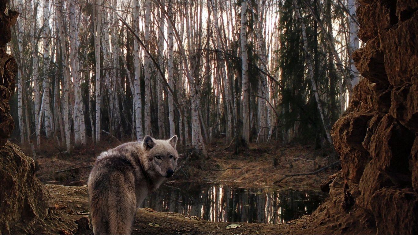 1366x768 Download wallpaper 1366x768 wolf, forest, trees, rain tablet, laptop HD background
