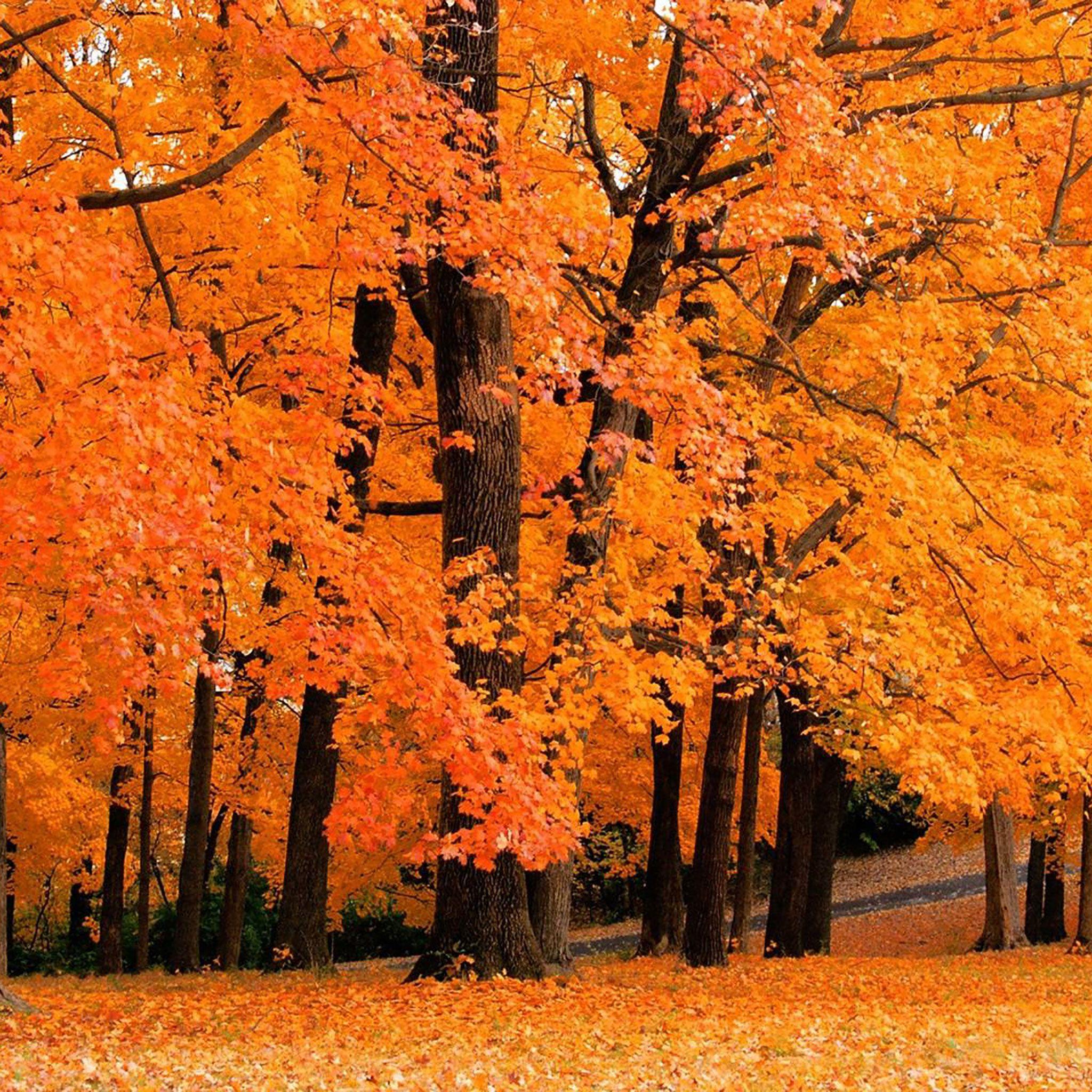 Autumn IPad Wallpapers Top Free Autumn IPad Backgrounds WallpaperAccess
