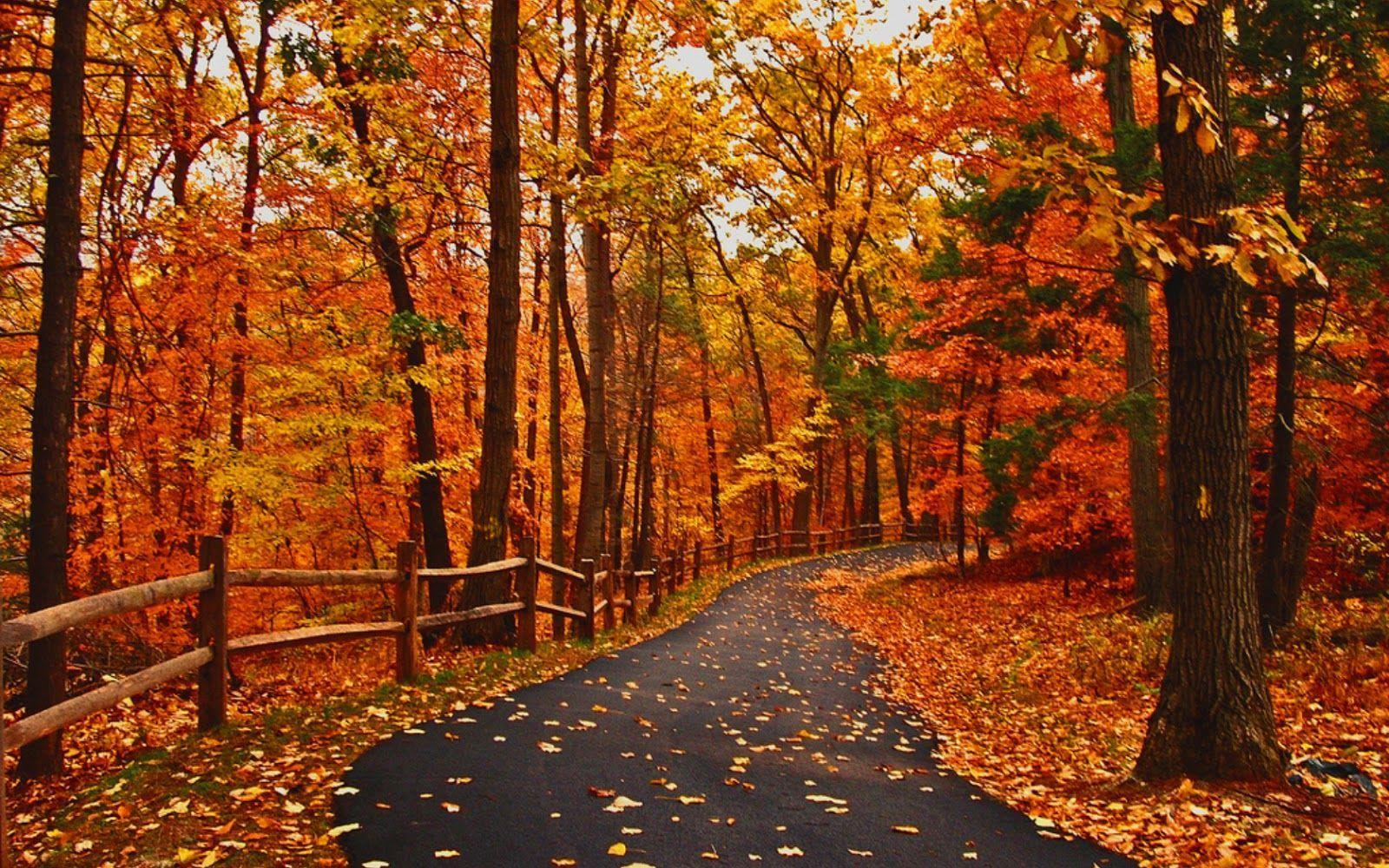 Оранжевый лес. Оранжевый парк. Красивые виды осени картинки. Красная осень дорога.
