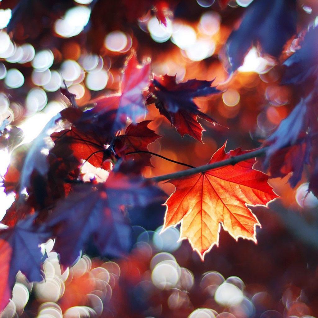 Autumn wallpapers for iPhone and iPad