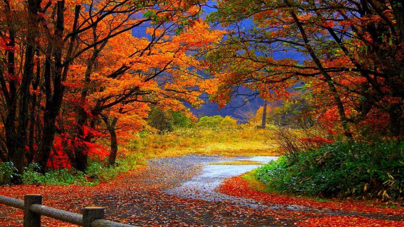 Fall Road Wallpapers - Top Free Fall Road Backgrounds - WallpaperAccess