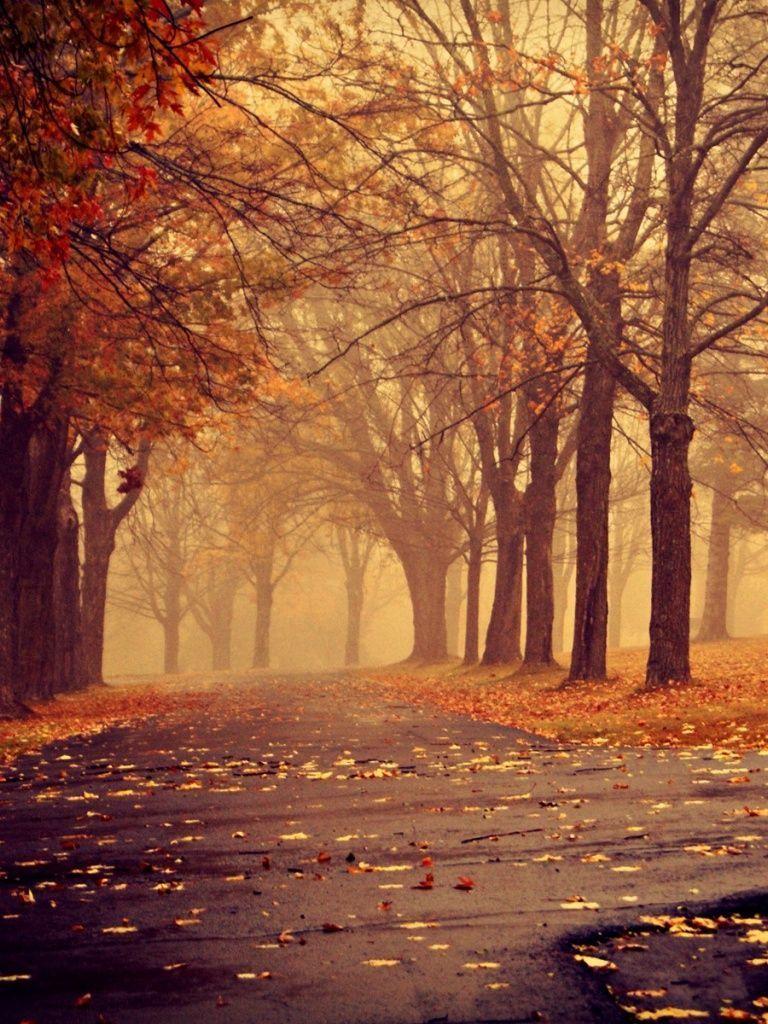 768x1024 Fall iPad Wallpaper