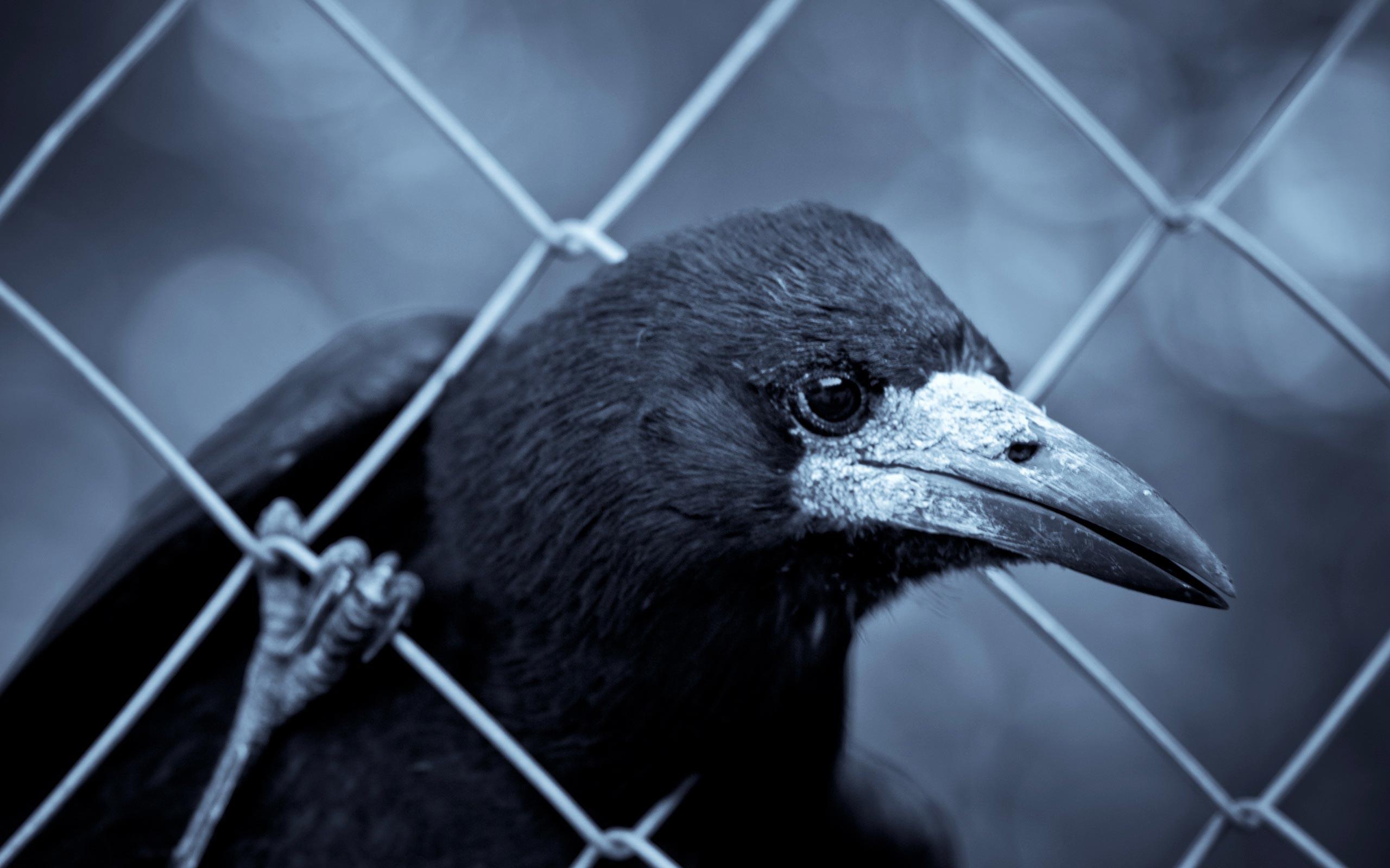 2560x1600 Raven Wallpaper