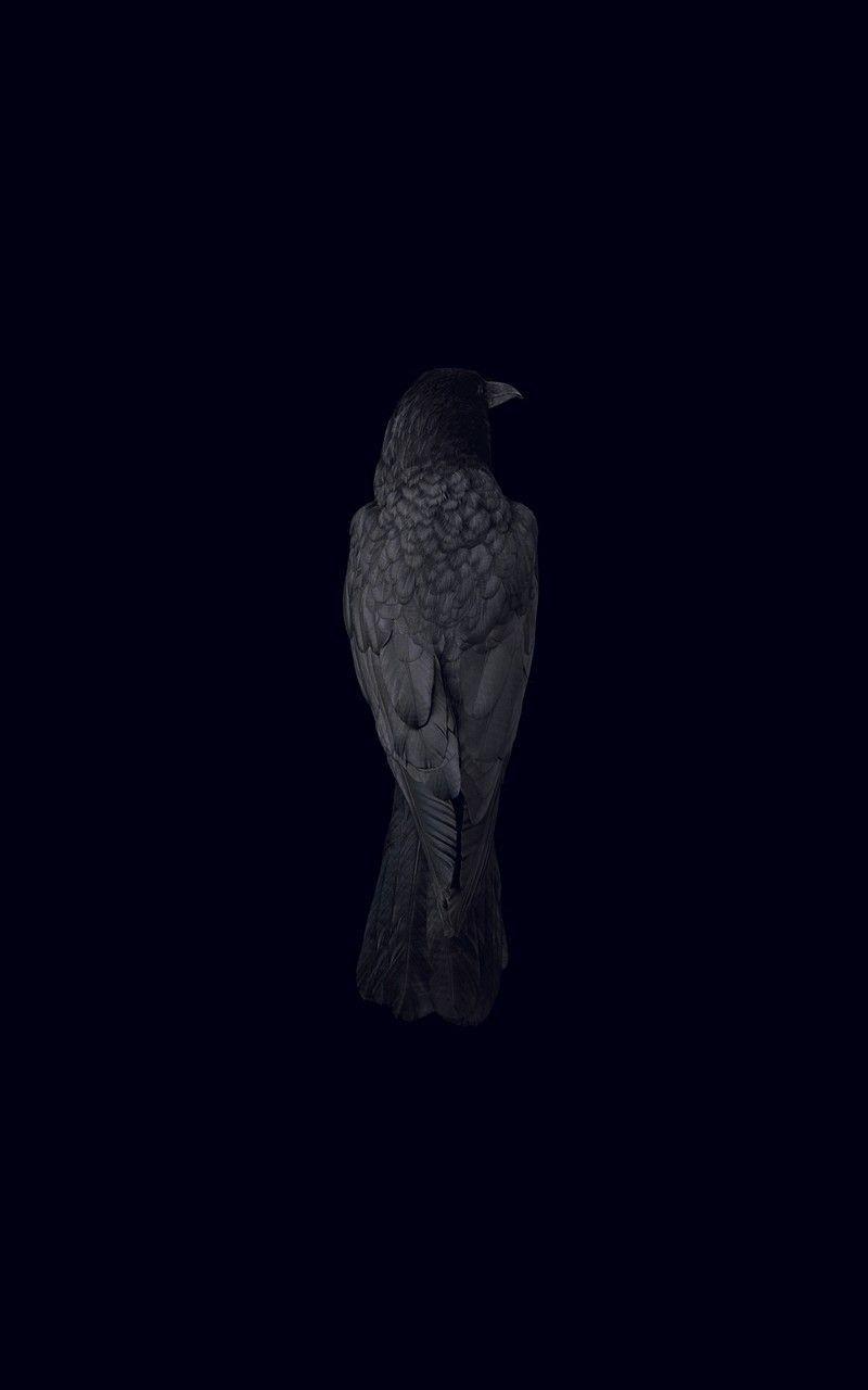Dark Raven Wallpapers - Top Những Hình Ảnh Đẹp