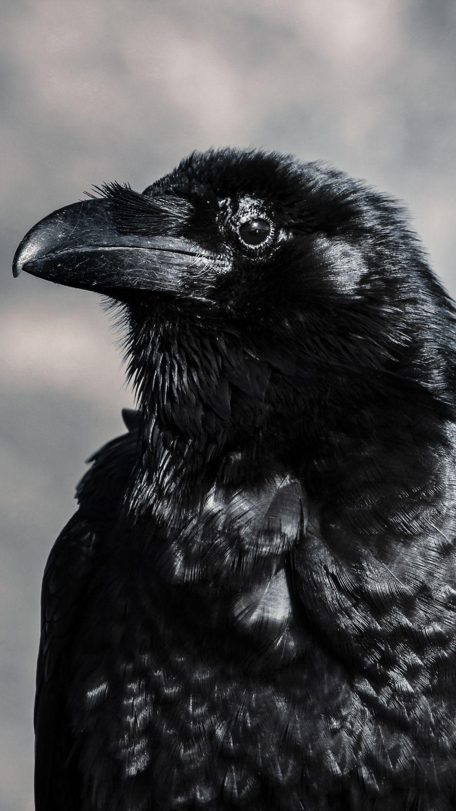 Raven Bird Wallpapers - Top Free Raven Bird Backgrounds - WallpaperAccess