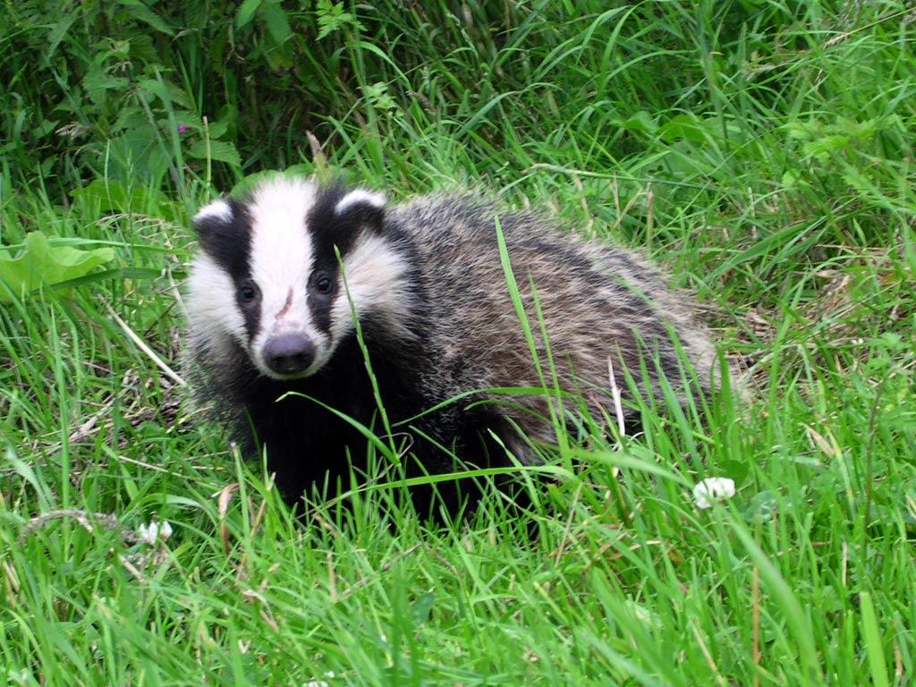 Badger Wallpapers - Top Free Badger Backgrounds - WallpaperAccess