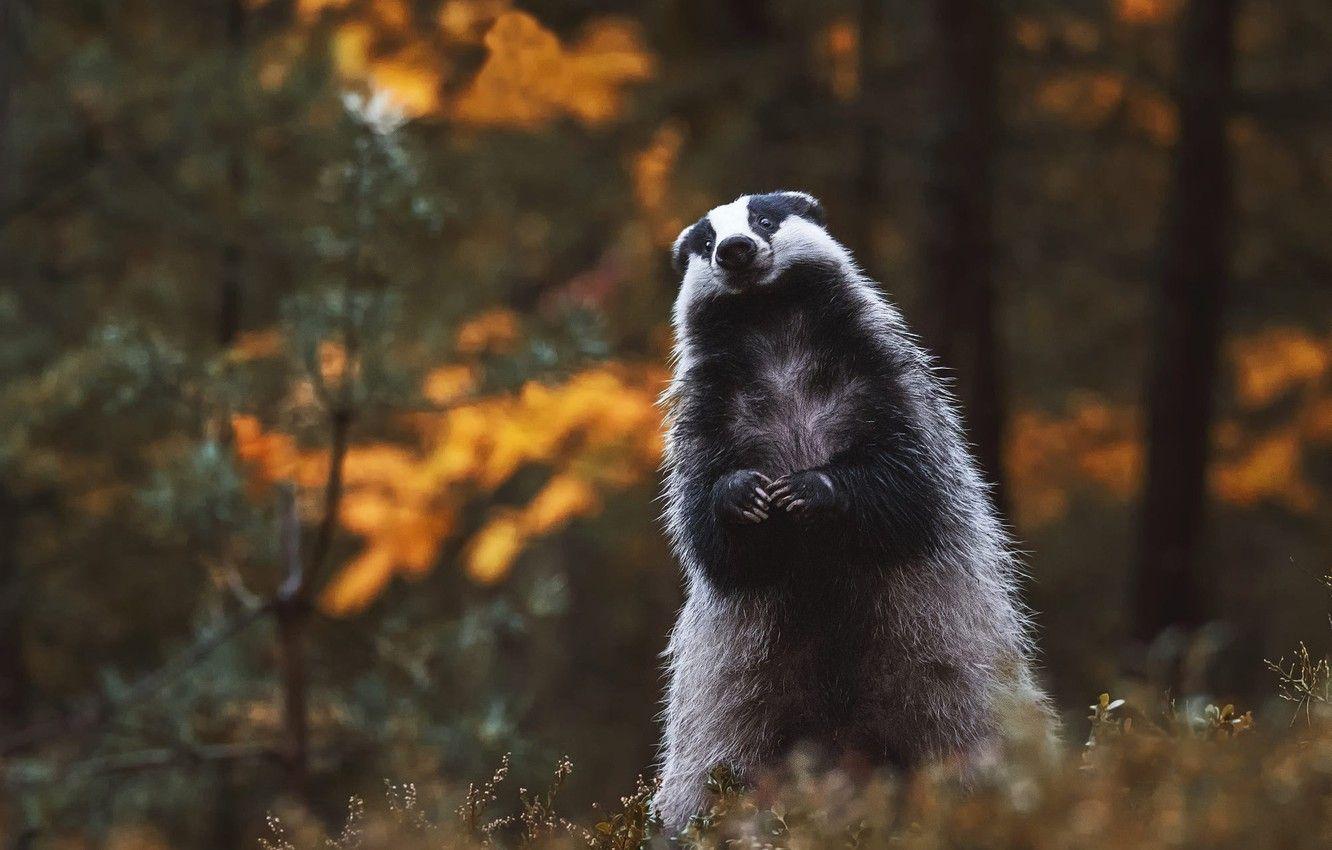 1332x850 Wallpaper autumn, forest, look, pose, background, stand