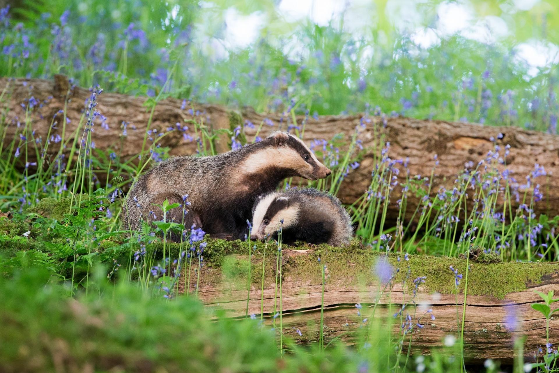 Badger Wallpapers - Top Free Badger Backgrounds - WallpaperAccess