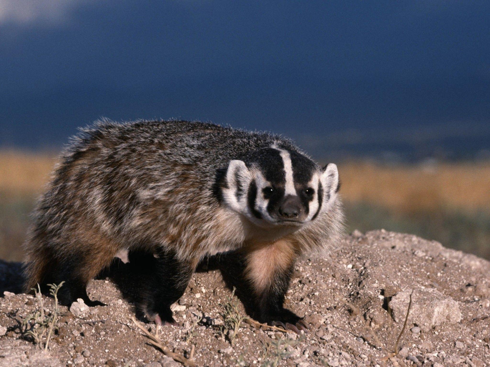 Badger Wallpapers Top Free Badger Backgrounds WallpaperAccess badger-wallpapers-top-free-badger-backgrounds-wallpaperaccess
