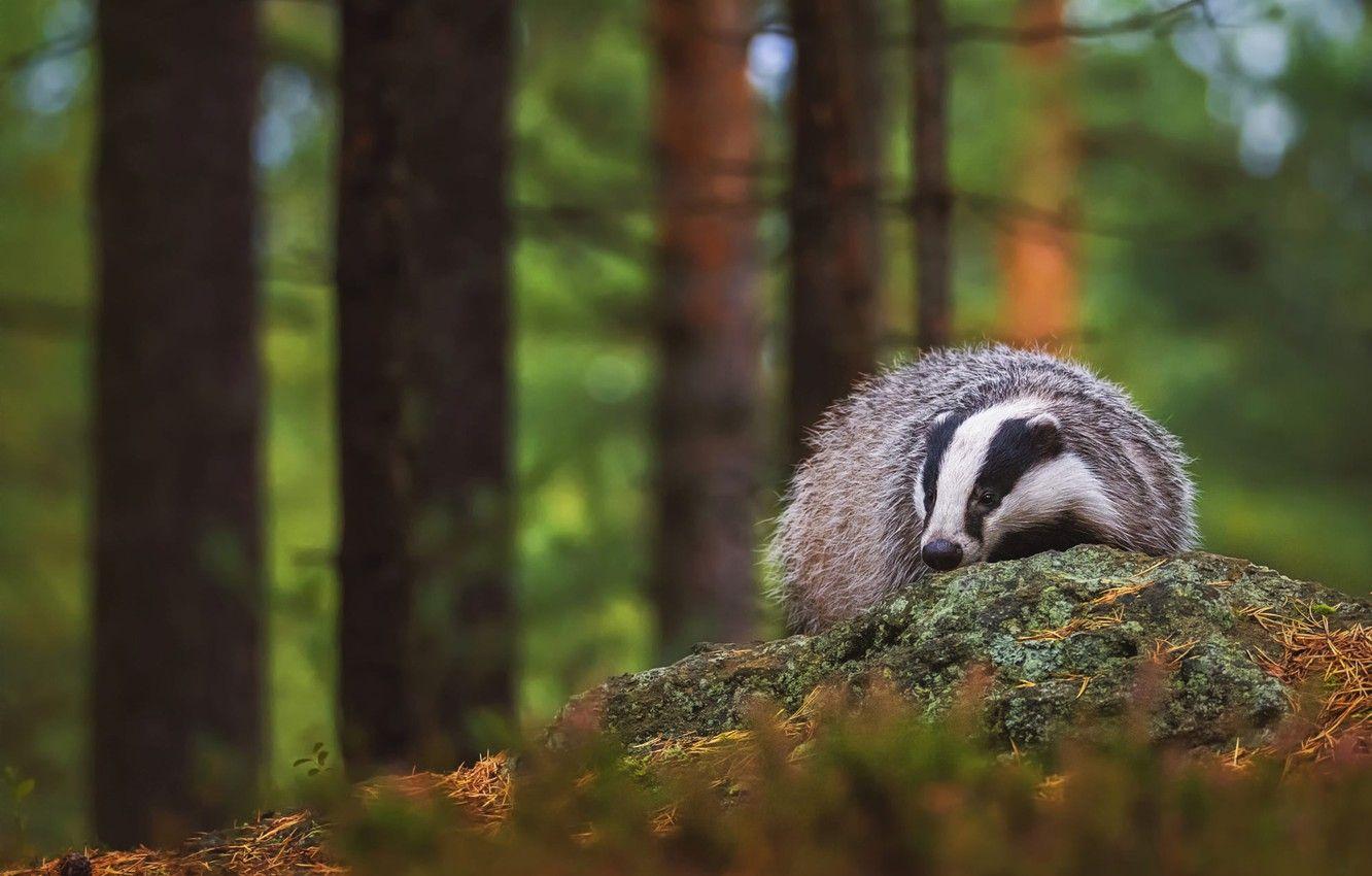 Badger cute animal Wallpaper APK for Android Download