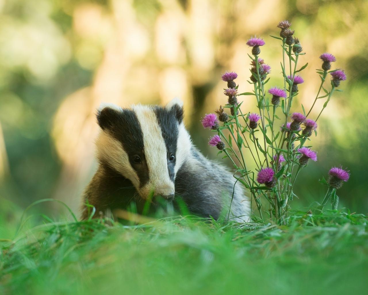 Badger Wallpapers - Top Free Badger Backgrounds - WallpaperAccess