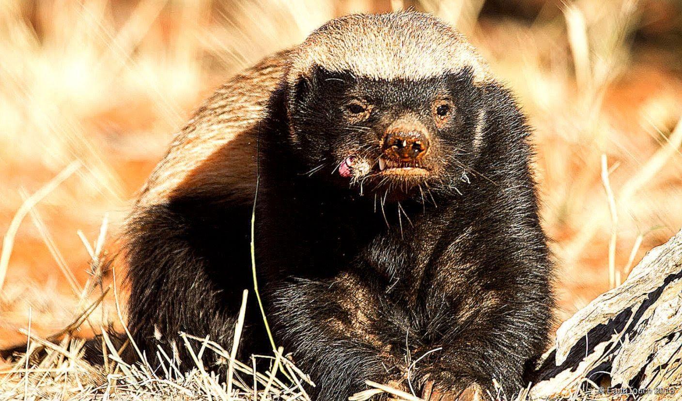1408x828 Honey Badger Wallpaper. Free HD Wallpaper