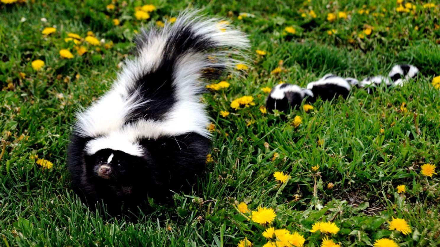 Skunk Wallpapers - Top Free Skunk Backgrounds - Wallpaperaccess