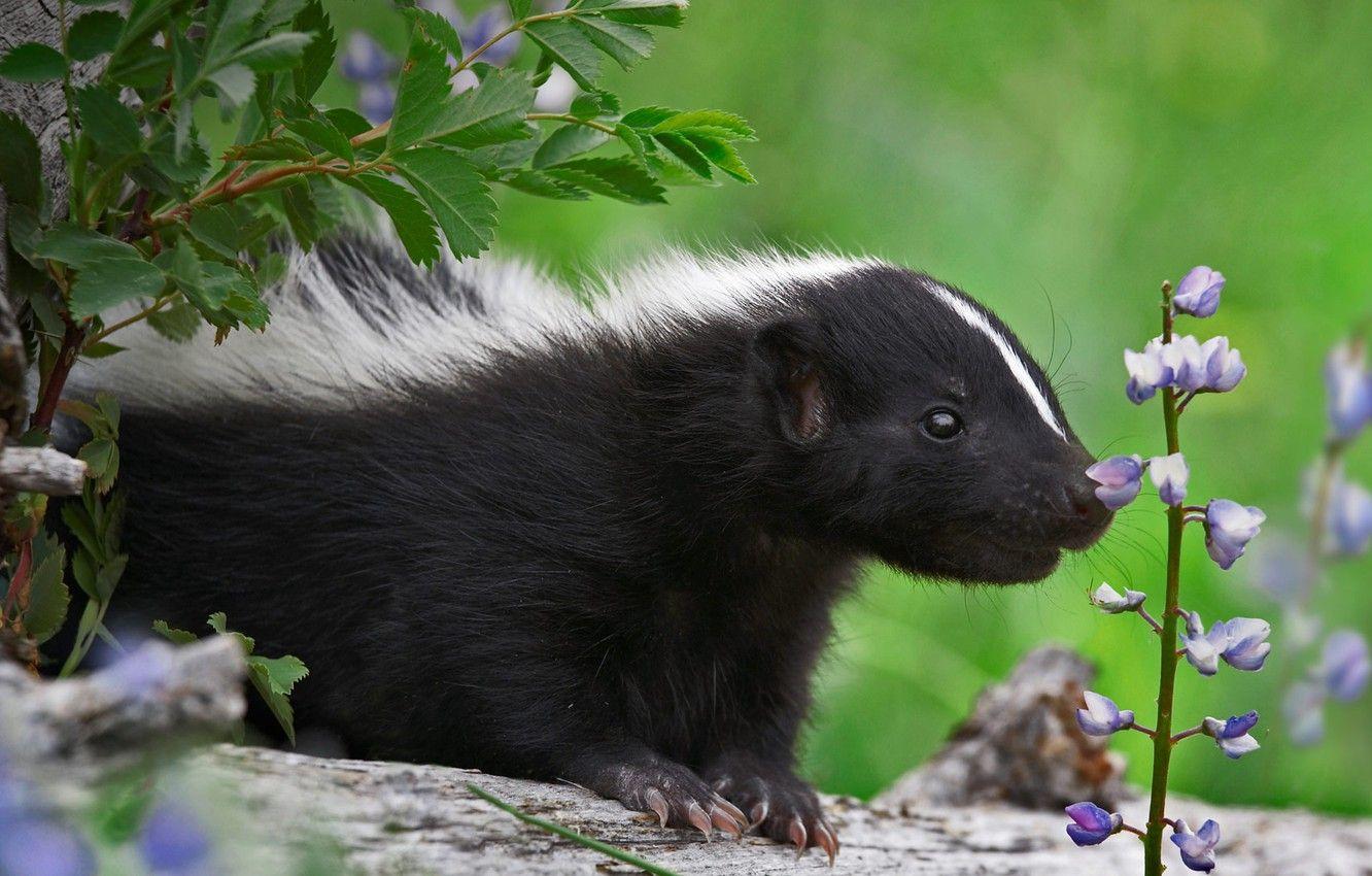 Skunk Wallpapers - Top Free Skunk Backgrounds - WallpaperAccess