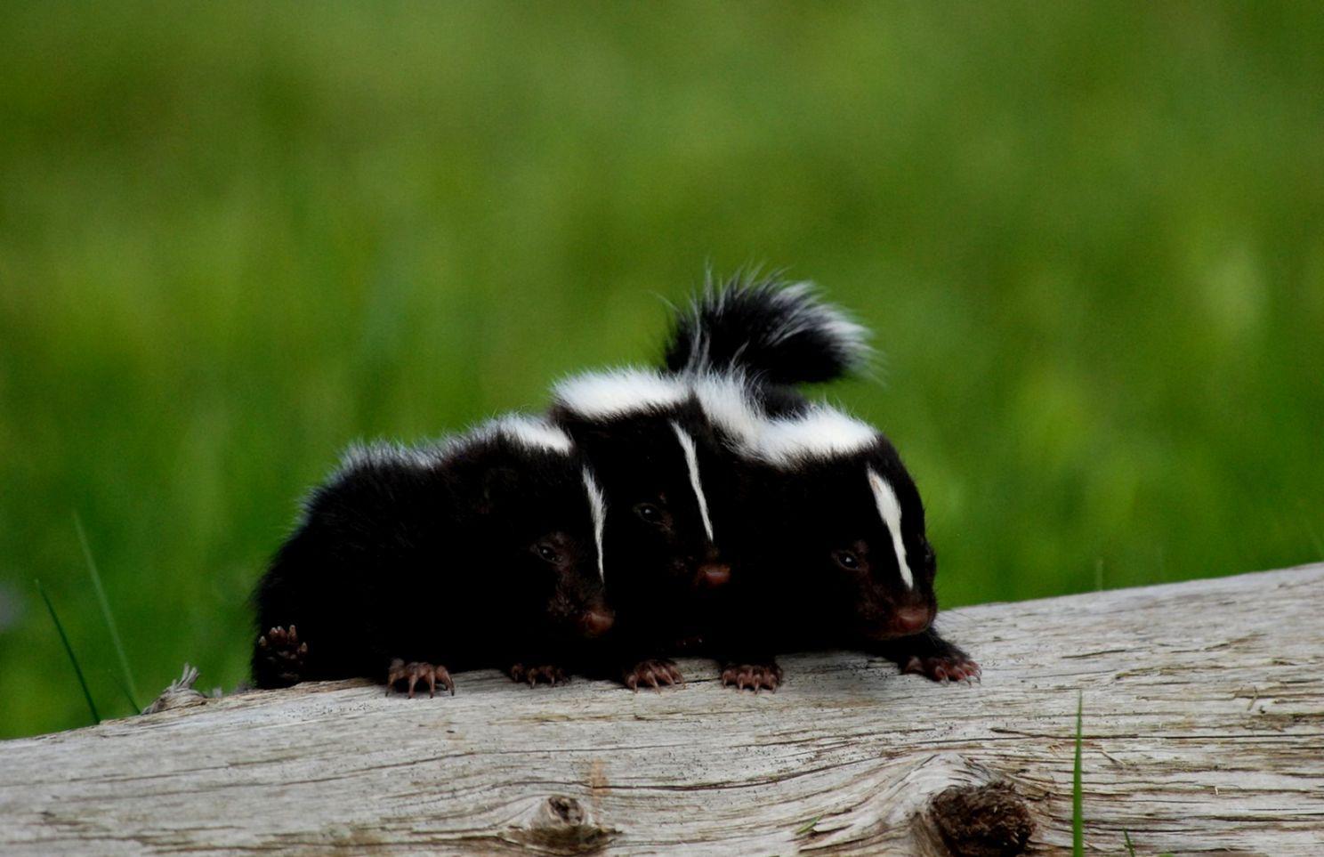 Skunk Wallpapers - Top Free Skunk Backgrounds - WallpaperAccess