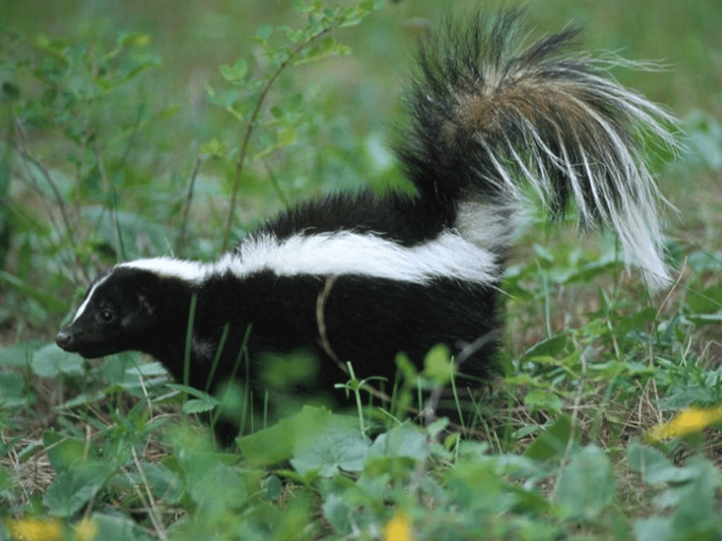 Skunk Wallpapers - Top Free Skunk Backgrounds - WallpaperAccess