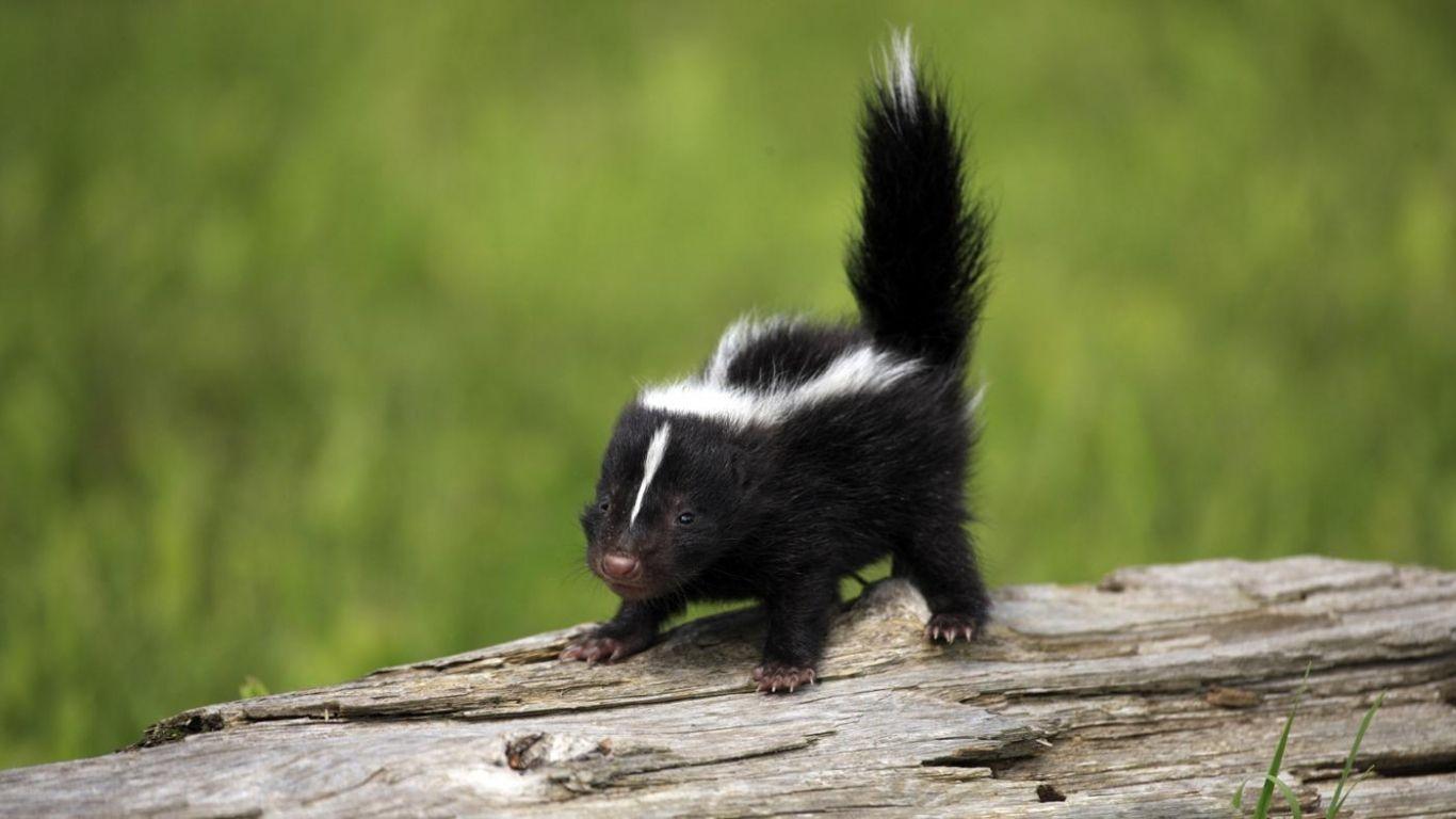 Skunk Wallpapers - Top Free Skunk Backgrounds - WallpaperAccess