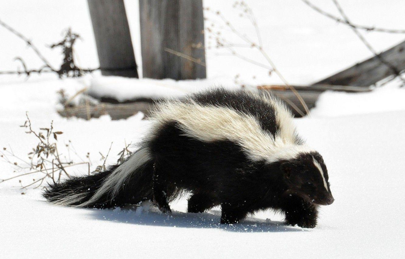 1332x850 Wallpaper snow, predator, tail, striped, skunk image