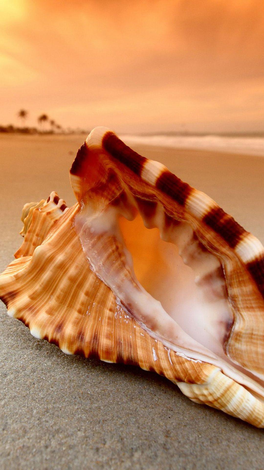 Hình nền Android 1080x1920 Sunset Beach Shell - Hình nền HD Android