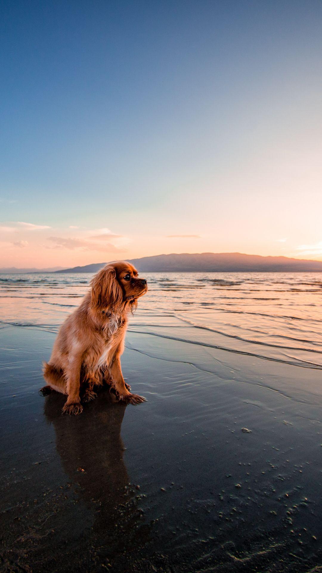 1080x1920 Cocker Spaniel Beach Sunset Hình nền iPhone - 3840 X 1080
