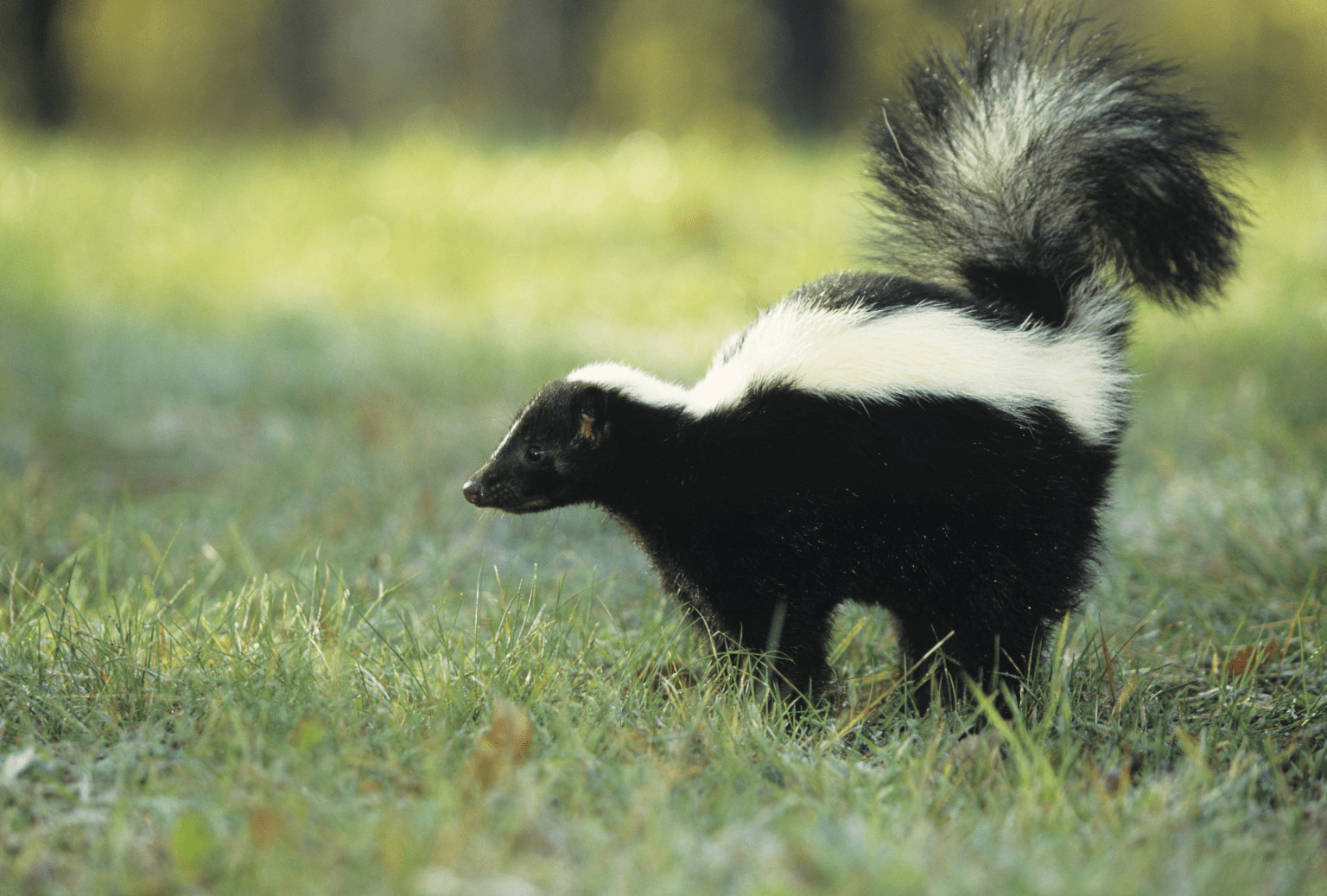 hooded skunk