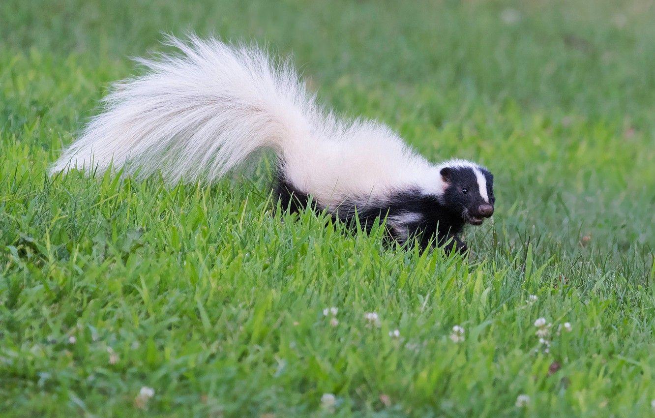 Skunk Wallpapers - Top Free Skunk Backgrounds - WallpaperAccess