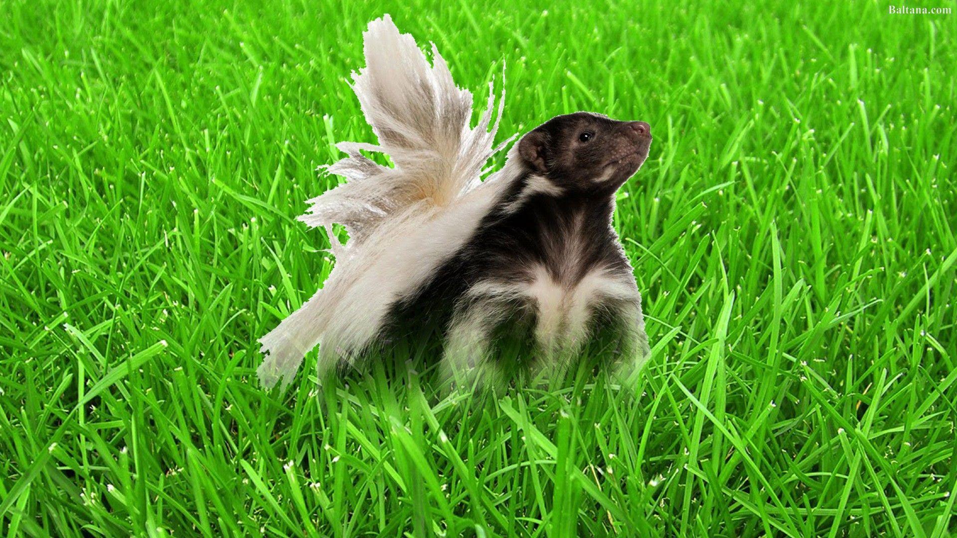 Skunk Wallpapers - Top Free Skunk Backgrounds - WallpaperAccess