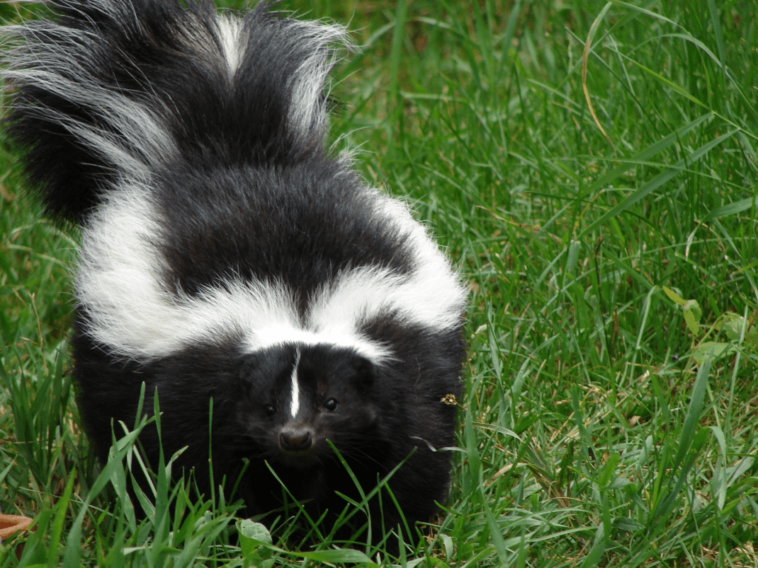 Skunk Wallpapers - Top Free Skunk Backgrounds - WallpaperAccess