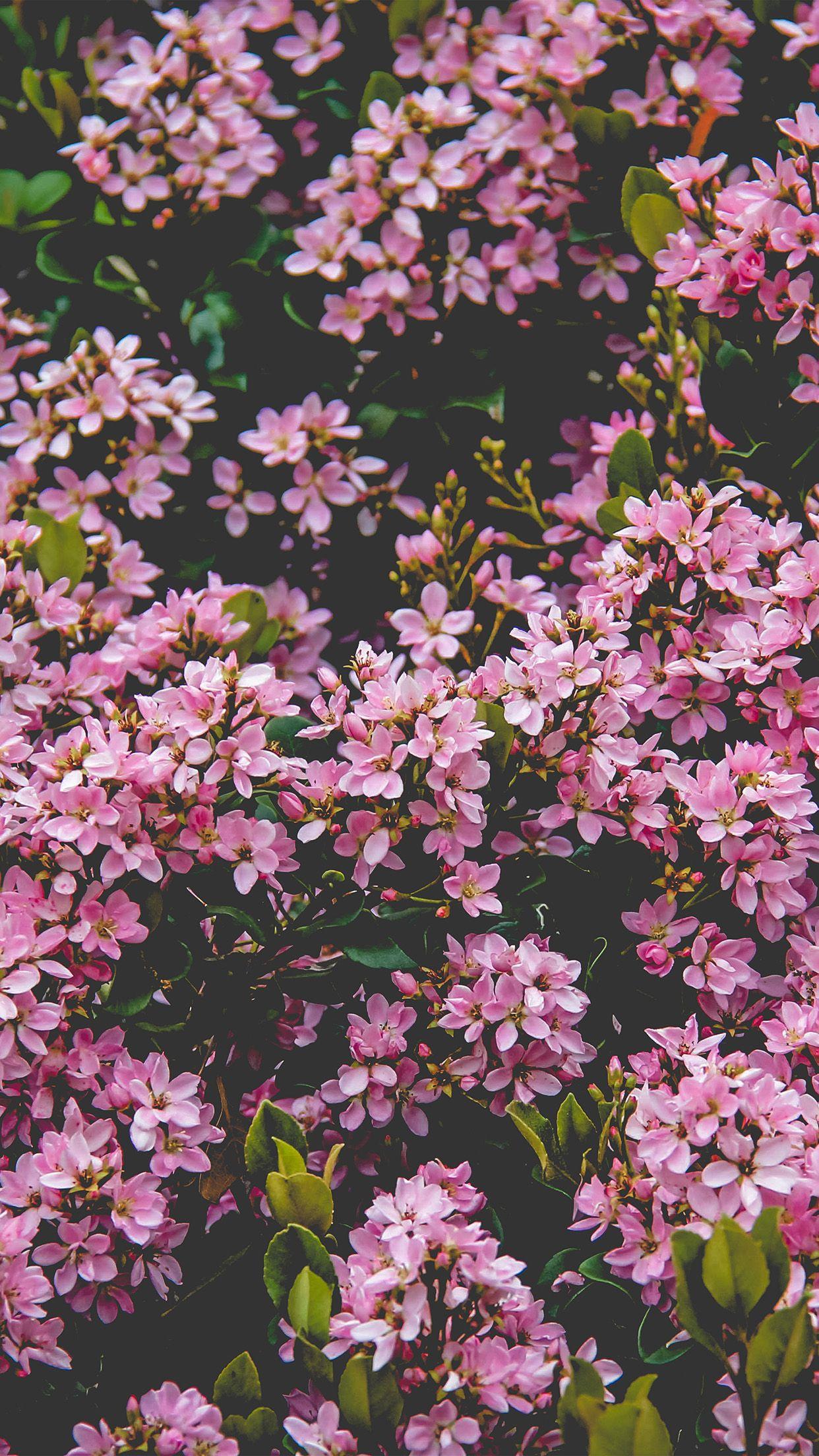 1242x2208 iPhone wallpaper. flower pink