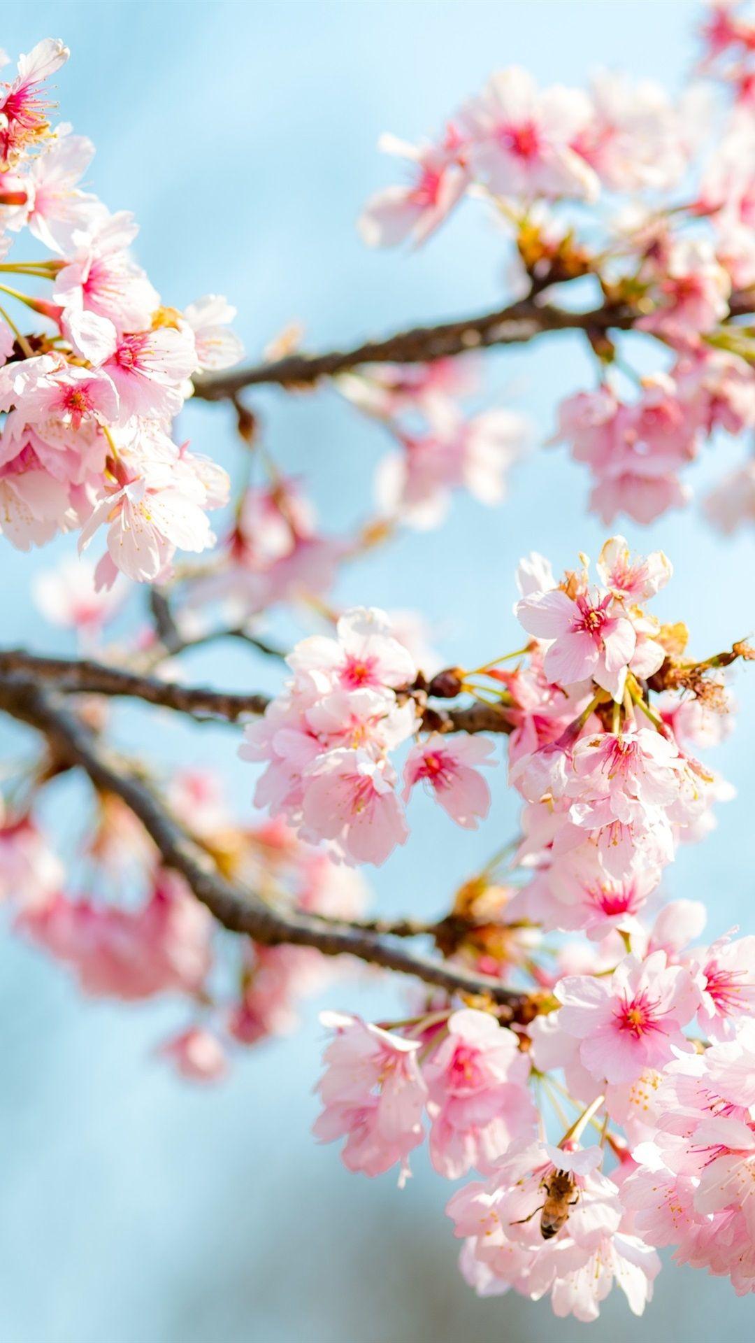 1080x1920 Spring iPhone 7 Plus Wallpaper