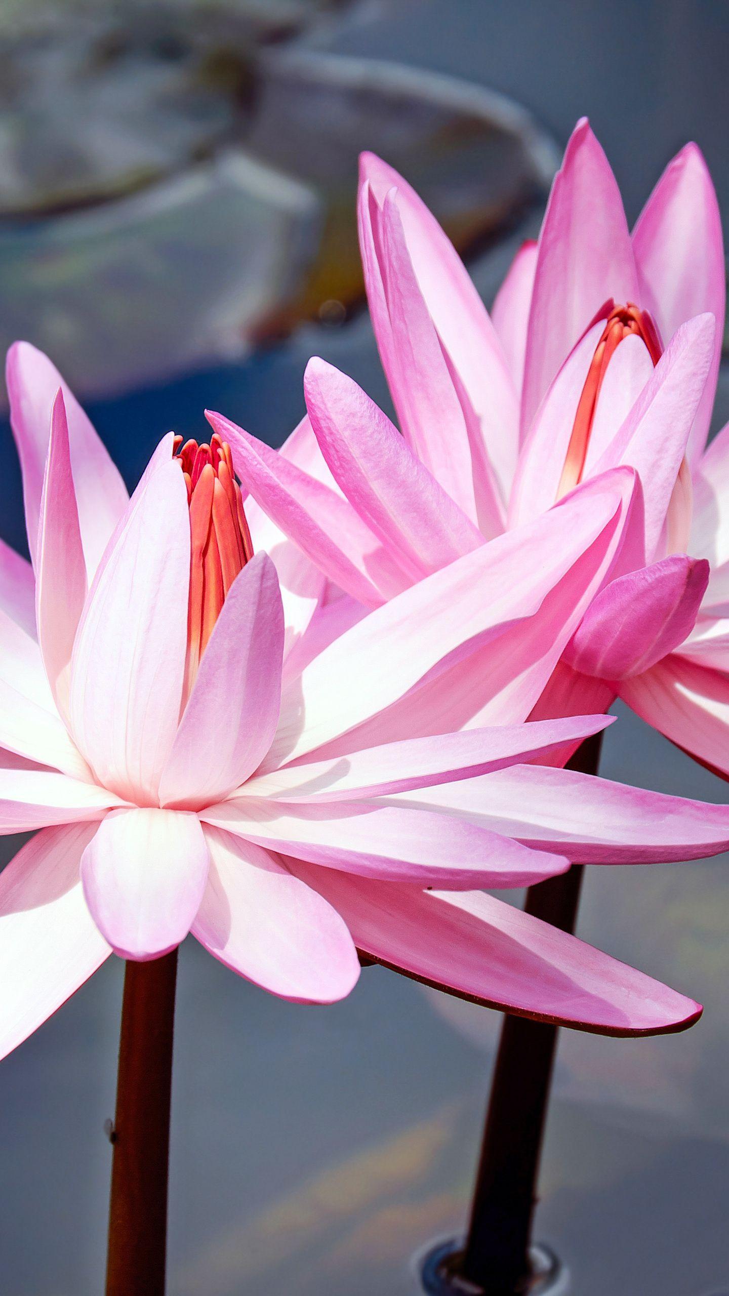 Flowers iPhone 8 Plus Wallpapers Top Free Flowers iPhone 8 Plus