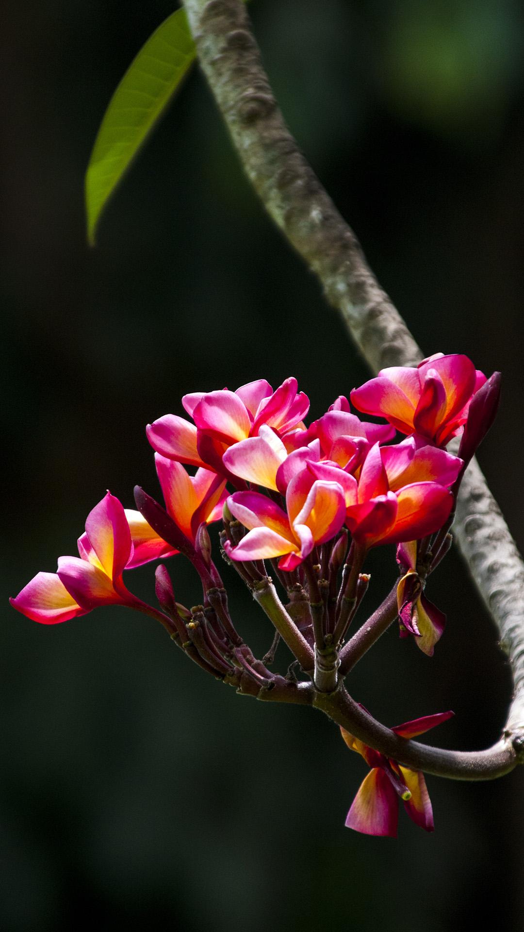 1080x1920 iPhone tropical wallpaper collection