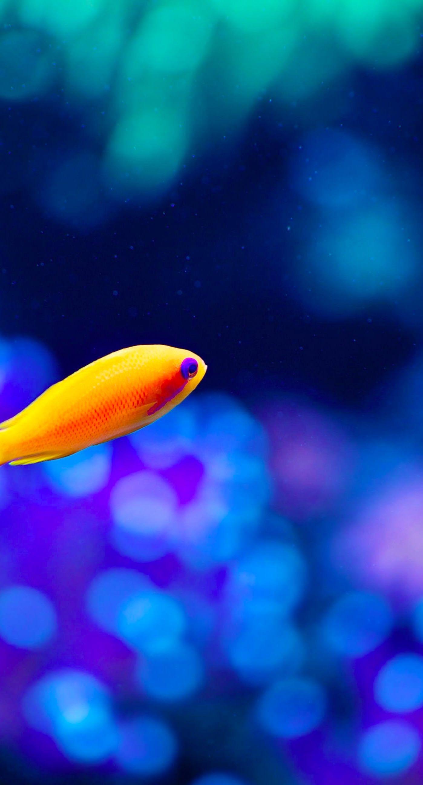 1398x2592 Animals Fish. wallpaper.sc iPhone8Plus