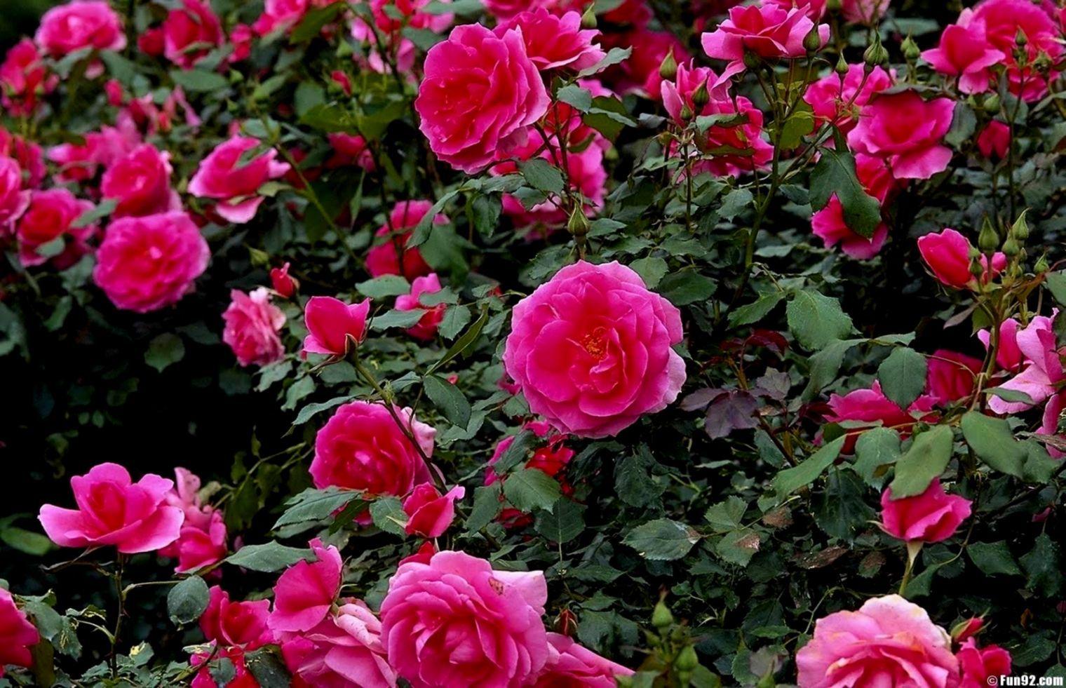 1520x981 Garden Rose Flower hình nền