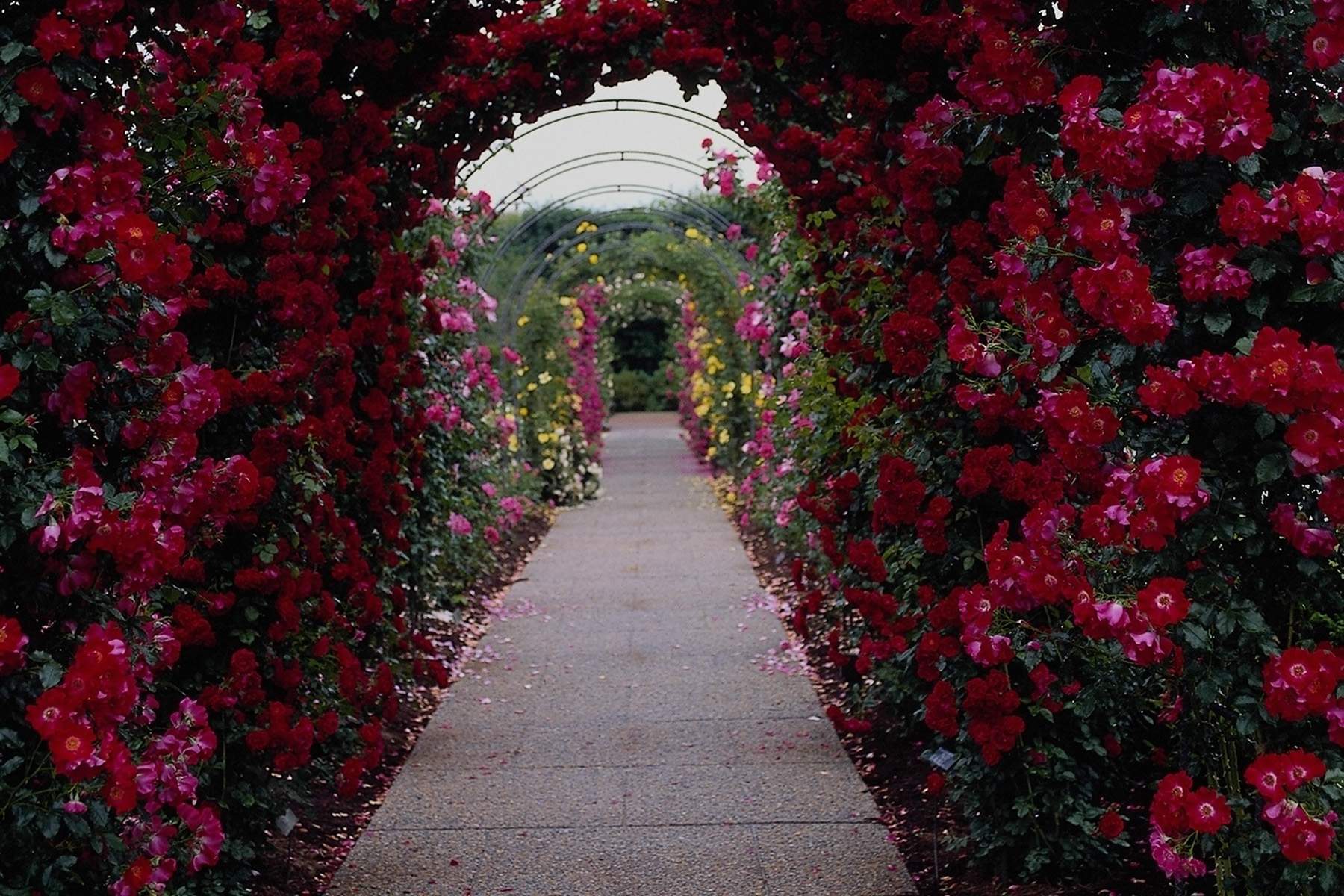 Garden Rose Flower Wallpapers - Top Những Hình Ảnh Đẹp