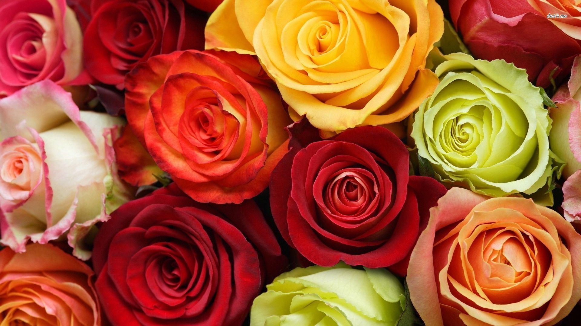 Colorful Roses Wallpapers Top Free Colorful Roses Backgrounds Wallpaperaccess