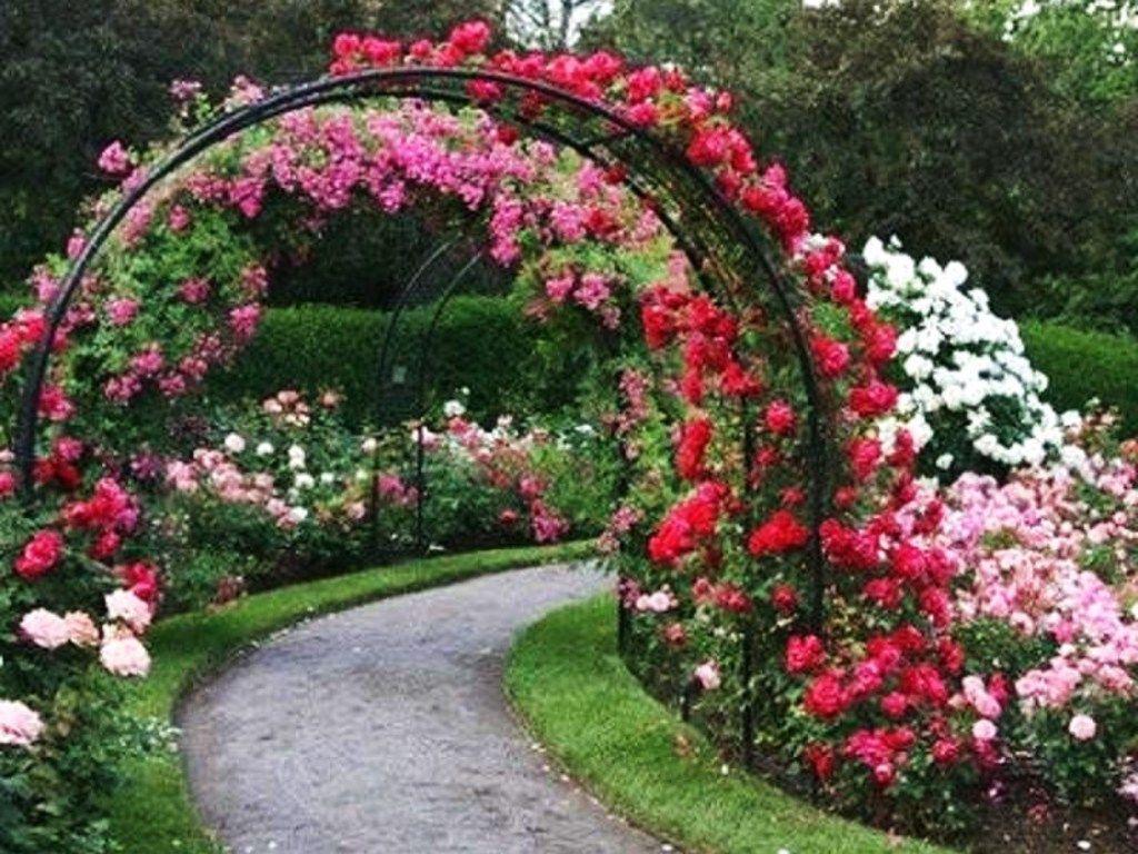 1024x768 Rose Garden hình nền